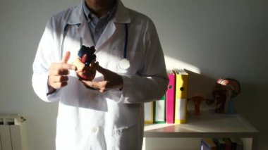 Doktor kalp modelini hastanede elinde tutuyor, sağlık ve sağlık hizmetleri konsepti