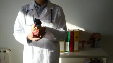 Doktor kalp modelini hastanede elinde tutuyor, sağlık ve sağlık hizmetleri konsepti