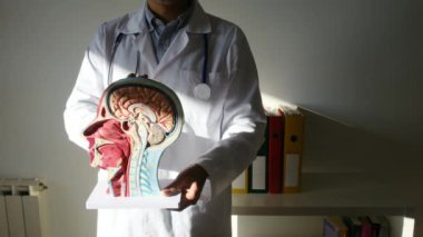 İnsan başlı erkek doktor hastanede.