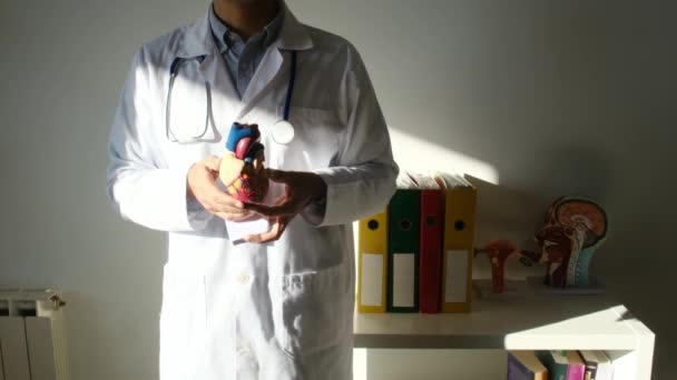 Doctor Holding Heart Model Hands Hospital Medical Healthcare Concept — Stock Video