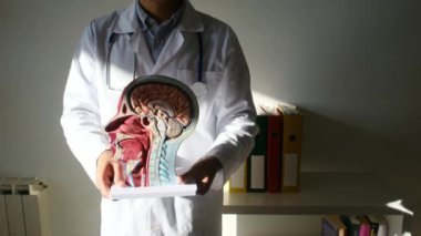 İnsan başlı erkek doktor hastanede.