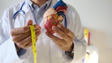 Doktor kalp modelini tutuyor ve hastane, sağlık ve sağlık hizmetleri konseptinde şerit ölçüyor.