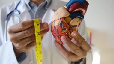 Doktor kalp modelini tutuyor ve hastane, sağlık ve sağlık hizmetleri konseptinde şerit ölçüyor.
