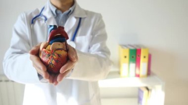 Doktor kalp modelini hastanede elinde tutuyor, sağlık ve sağlık hizmetleri konsepti