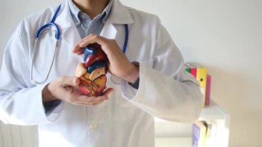 Doktor kalp modelini hastanede elinde tutuyor, sağlık ve sağlık hizmetleri konsepti
