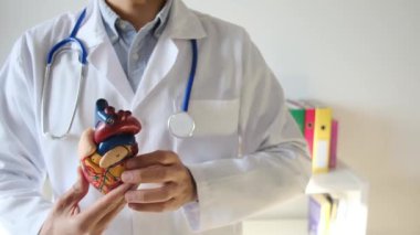 Doktor kalp modelini hastanede elinde tutuyor, sağlık ve sağlık hizmetleri konsepti