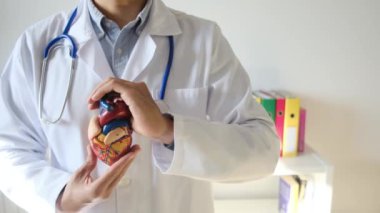 Doktor kalp modelini hastanede elinde tutuyor, sağlık ve sağlık hizmetleri konsepti