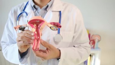Doktor rahim modelini klinikte tutuyor. 