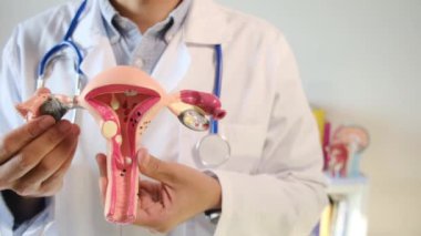 Doktor rahim modelini klinikte tutuyor.
