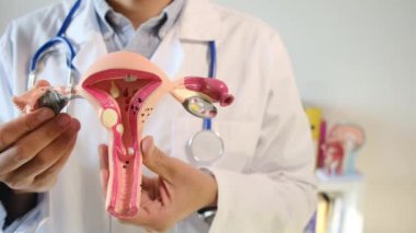 Doktor rahim modelini klinikte tutuyor.