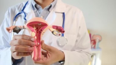 Doktor rahim modelini klinikte tutuyor.