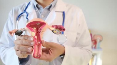 Doktor rahim modelini klinikte tutuyor.