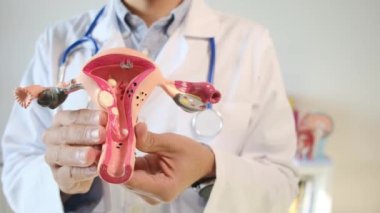Doktor rahim modelini klinikte tutuyor.