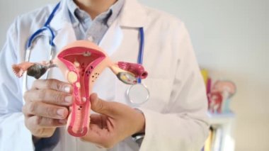 Doktor rahim modelini klinikte tutuyor.