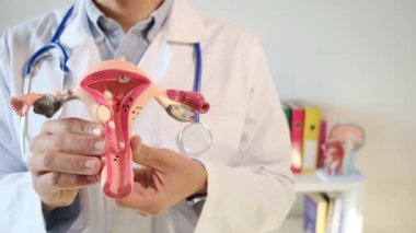 Doktor rahim modelini klinikte tutuyor.