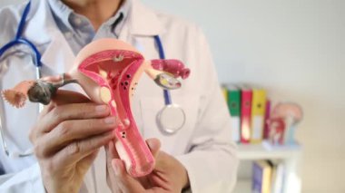 Doktor rahim modelini klinikte tutuyor.