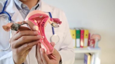 Doktor rahim modelini klinikte tutuyor.