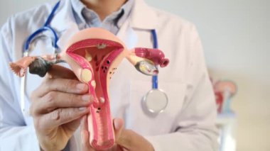 Doktor rahim modelini klinikte tutuyor.