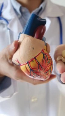 Kalp mankeni ve fındıkları elinde tutan doktor hastane, sağlık ve sağlık hizmetleri konsepti