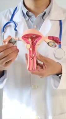 Doktor rahim modelini klinikte tutuyor.
