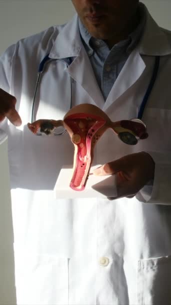 Lekarz Trzymający Model Macicy Klinice — Wideo stockowe