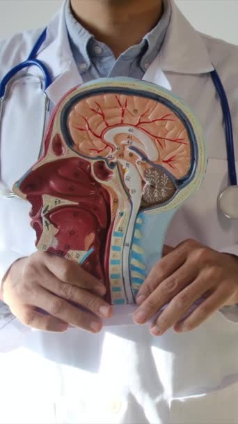 병원에서 인간의 모델을 — 비디오
