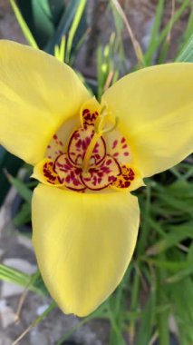 Bahçedeki güzel sarı çiçek