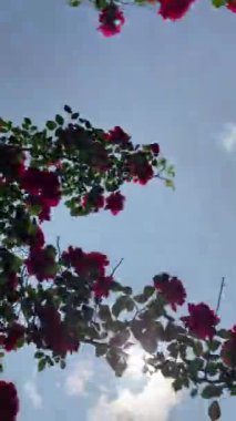 Mavi arkaplanda pembe çiçekli ve yeşil yapraklı ağaç dallarının alt görünümü