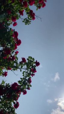 Mavi arkaplanda pembe çiçekli ve yeşil yapraklı ağaç dallarının alt görünümü