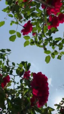 Mavi arkaplanda pembe çiçekli ve yeşil yapraklı ağaç dallarının alt görünümü