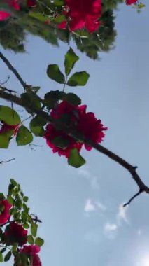 Mavi arkaplanda pembe çiçekli ve yeşil yapraklı ağaç dallarının alt görünümü