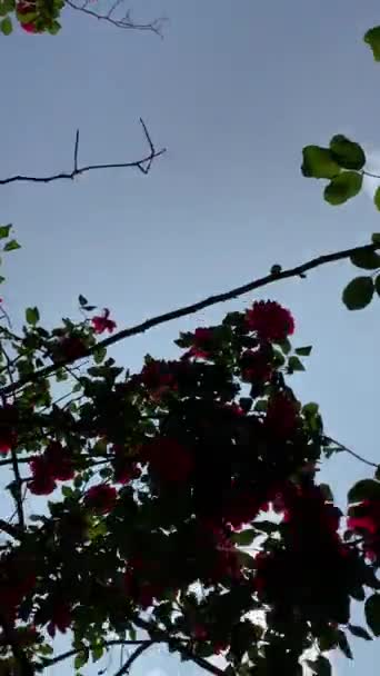 Vue Bas Des Branches Arbres Avec Des Fleurs Roses Des — Video