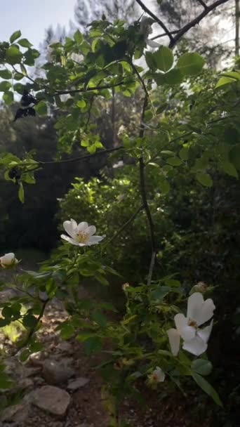 Svislý Záběr Krásných Květin Zahradě — Stock video