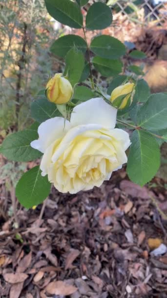 Όμορφα Τριαντάφυλλα Στον Κήπο — Αρχείο Βίντεο