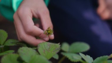 Bahçede genç bir bitkiyi tutan kısmi çocuk.