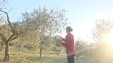 Dijital tabletli modern kadın çiftçi güneşli bahar gününde meyve bahçesini kontrol ediyor.