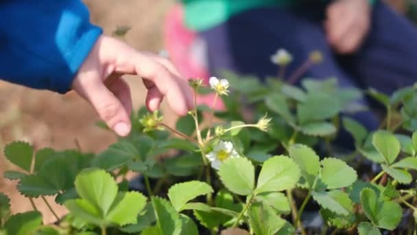 Bahçedeki Genç Bitkilere Dokunan Kısmi Kardeşler — Stok video
