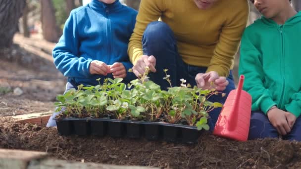 Mutter Und Söhne Pflanzen Junge Setzlinge Garten — Stockvideo