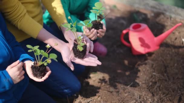 Mor Och Söner Planterar Unga Plantor Trädgården — Stockvideo