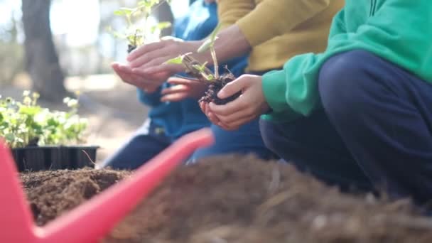 Mãe Filhos Plantando Mudas Jovens Jardim — Vídeo de Stock