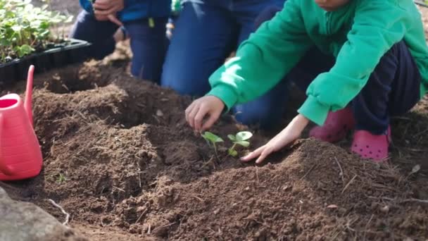 Mother Sons Planting Young Seedlings Garden — Stock Video