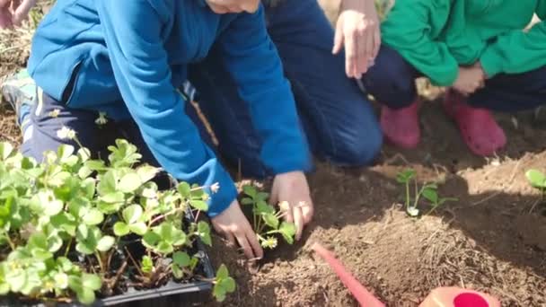 Μητέρα Και Γιοι Φυτεύουν Νεαρά Φυτά Στον Κήπο — Αρχείο Βίντεο