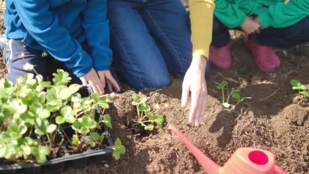 Madre Hijos Plantando Plántulas Jóvenes Jardín — Vídeo de stock