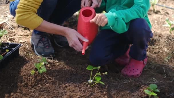 Anya Fia Öntözés Kerti Növények — Stock videók