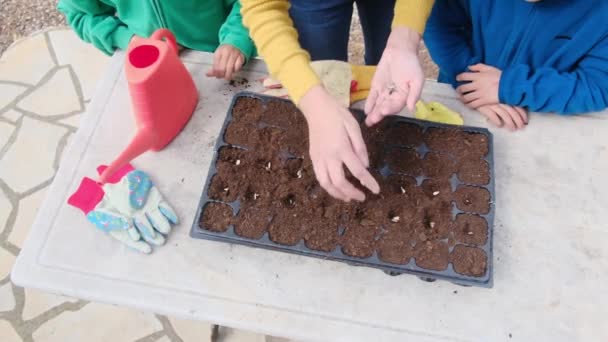Partial View Mother Teaching Her Sons Planting Seedlings Ground Table — Stock Video