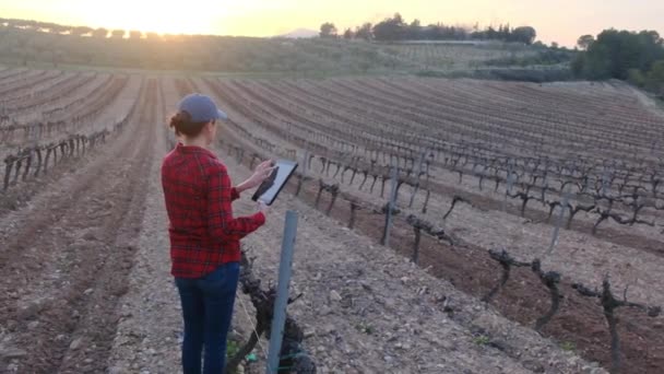 Agricultora Con Tableta Digital Revisando Viñedos Soleado Día Primavera — Vídeos de Stock