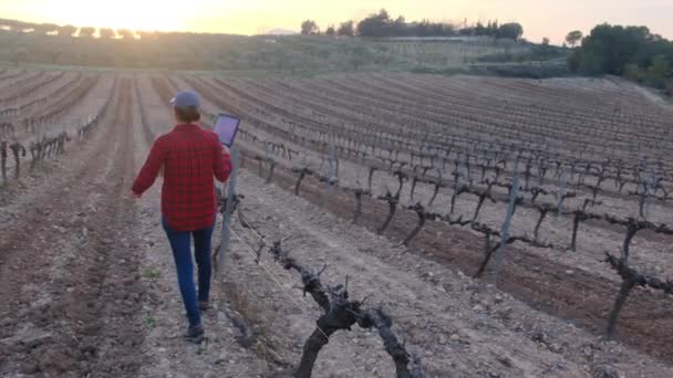春日阳光明媚的时候 拥有数字平板电脑检查葡萄园的女农民 — 图库视频影像