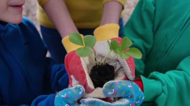 Ребенок Держит Маленькое Растение Саду — стоковое видео