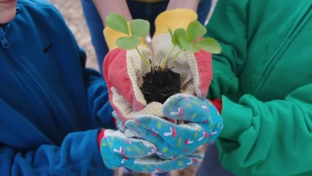 Mère Enfants Tenant Une Nouvelle Plante Dans Terre Entre Leurs — Video