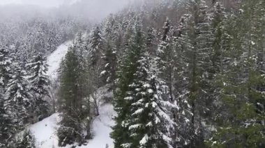 Kış mevsiminde dağların manzarası. Ağaçlı tepelerin insansız hava aracı videosu 